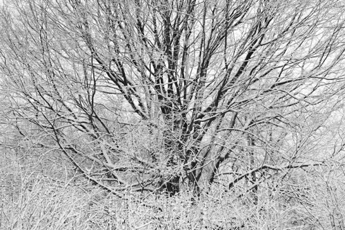 Sugar Maple Number 2 Reeves-Reed Arboretum Union County New Jersey (SA).jpg